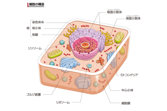 体の軽さをすぐに実感